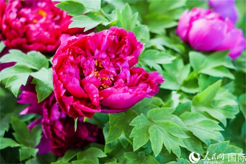 Henan : les journalistes de l'activité d'échanges amicaux ? La Ceinture et la Route ? pour les jeunes se promènent dans Luoyang