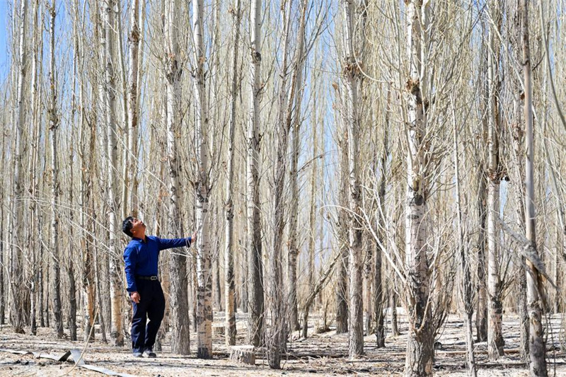 Xinjiang : les efforts de contr?le du sable et de boisement dans le Taklamakan, le plus grand désert de la Chine