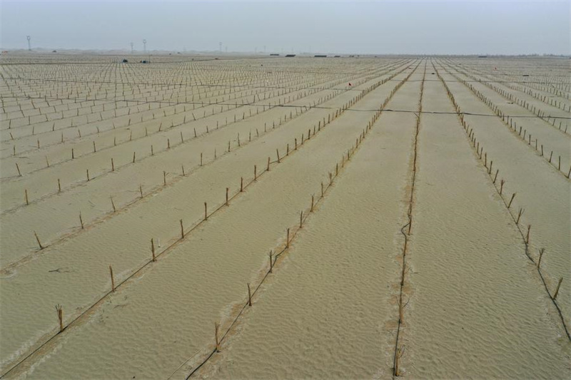 Xinjiang : les efforts de contr?le du sable et de boisement dans le Taklamakan, le plus grand désert de la Chine