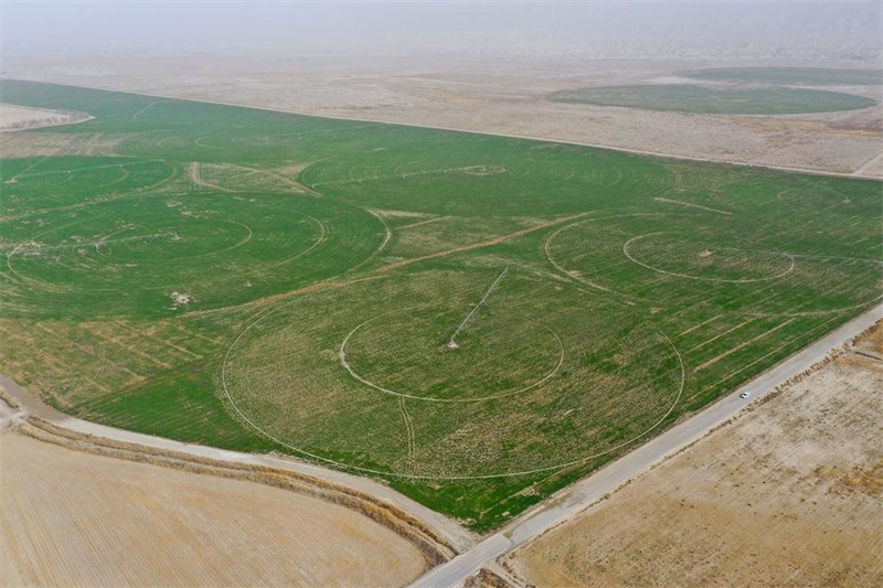 Xinjiang : les efforts de contr?le du sable et de boisement dans le Taklamakan, le plus grand désert de la Chine