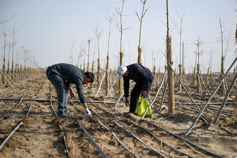 Xinjiang : les efforts de contr?le du sable et de boisement dans le Taklamakan, le plus grand désert de la Chine