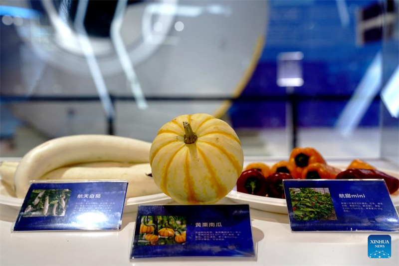 Des légumes cultivés dans l'espace présentés lors de l'aper?u d'une exposition scientifique marquant la 10e Journée de l'espace de Chine au Centre des expositions et convention de l'Exposition universelle de Shanghai (est de la Chine), le 23 avril 2025. (Photo / Xinhua)
