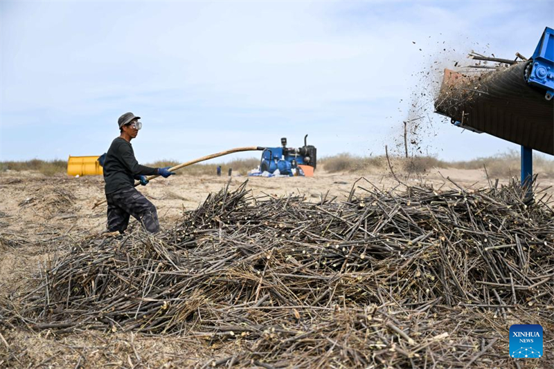 Mongolie intérieure : la bannière de Hangjin promet de poursuivre les efforts d'écologisation du désert