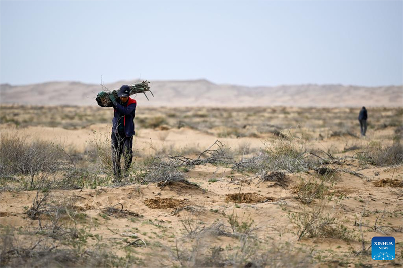 Mongolie intérieure : la bannière de Hangjin promet de poursuivre les efforts d'écologisation du désert