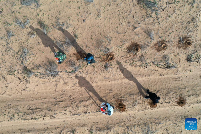 Photo prise par un drone montre des travailleurs plantant des saules de mongolie (Salix Mongolia), une espèce d'arbre résistant à la sécheresse, dans le désert de Kubuqi, dans la bannière de Hangjin de la région autonome de Mongolie intérieure (nord de la Chine), le 28 avril 2025. (Photo / Xinhua)