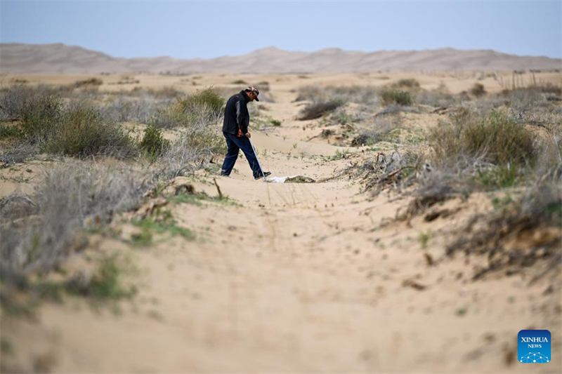 Mongolie intérieure : la bannière de Hangjin promet de poursuivre les efforts d'écologisation du désert