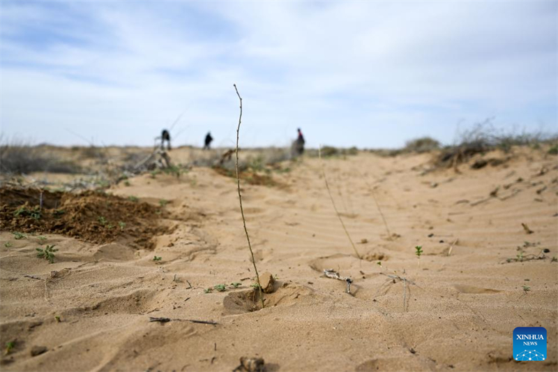 Mongolie intérieure : la bannière de Hangjin promet de poursuivre les efforts d'écologisation du désert