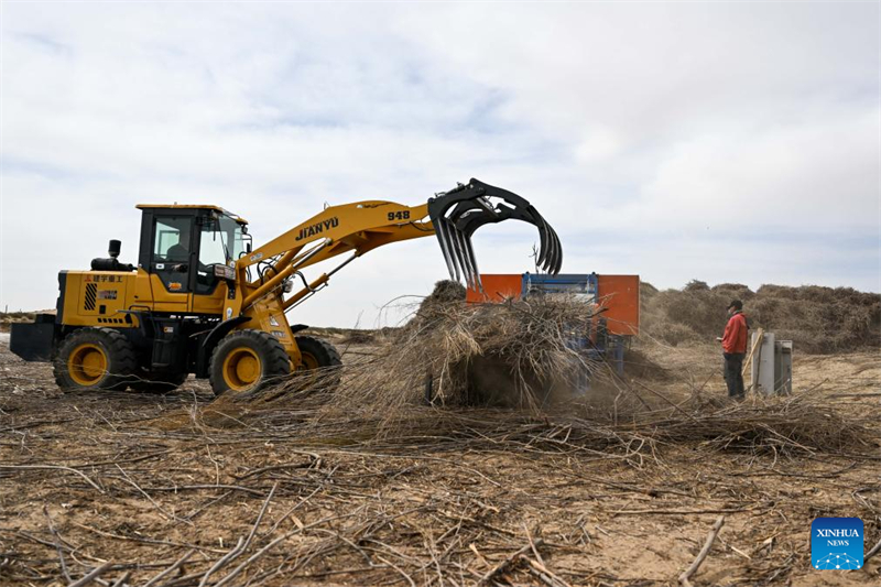 Mongolie intérieure : la bannière de Hangjin promet de poursuivre les efforts d'écologisation du désert