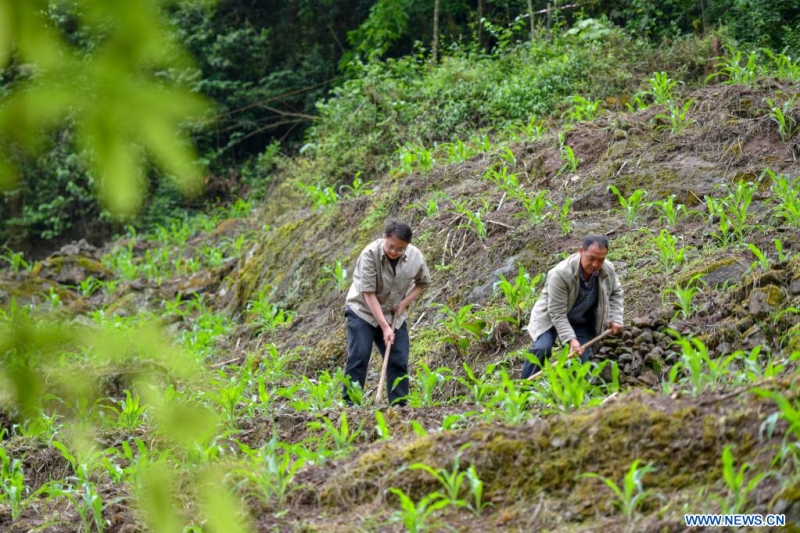 Chine : un jeune dipl?mé chinois contribue à la revitalisation rurale au Yunnan