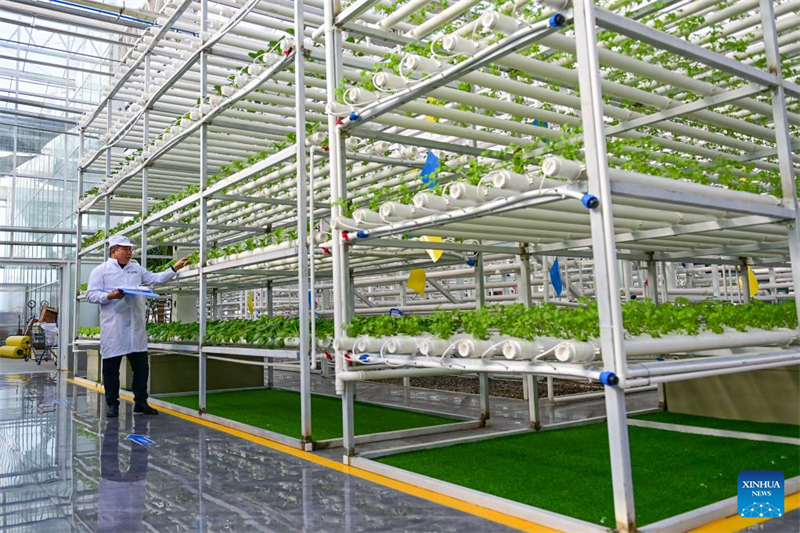 Xinjiang : de désert à oasis, ou comment les serres intelligentes redéfinissent l'agriculture