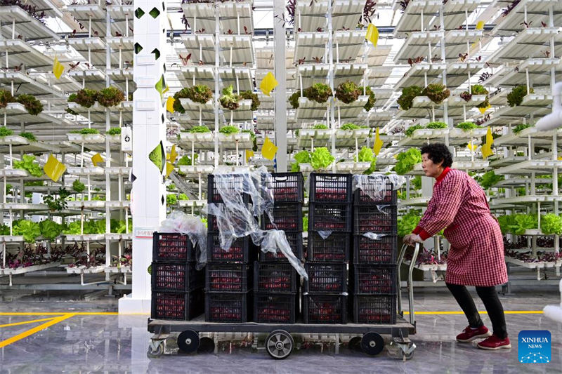 Xinjiang : de désert à oasis, ou comment les serres intelligentes redéfinissent l'agriculture