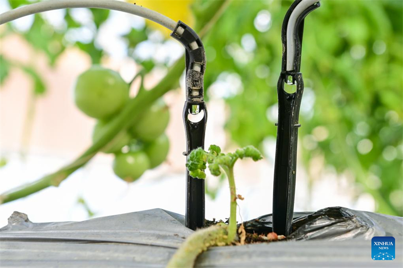 Xinjiang : de désert à oasis, ou comment les serres intelligentes redéfinissent l'agriculture