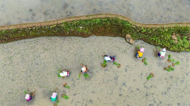Yunnan : vieux de 1 300 ans, l'écosystème agricole des Hani est toujours bien vivant