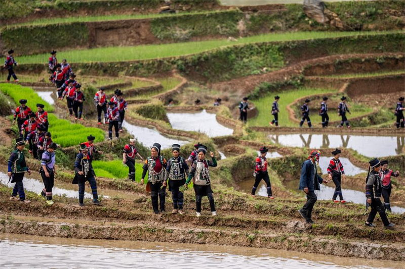 Yunnan : vieux de 1 300 ans, l'écosystème agricole des Hani est toujours bien vivant