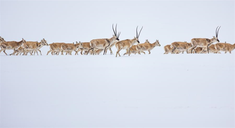 Xizang : Nagqu fait progresser le verdissement urbain sur ? le toit du toit du monde ?