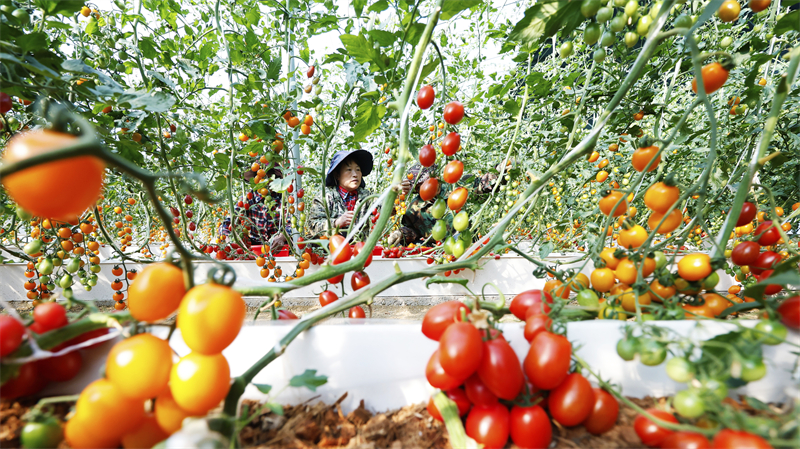 Jiangsu : la récolte des tomates à Sihong
