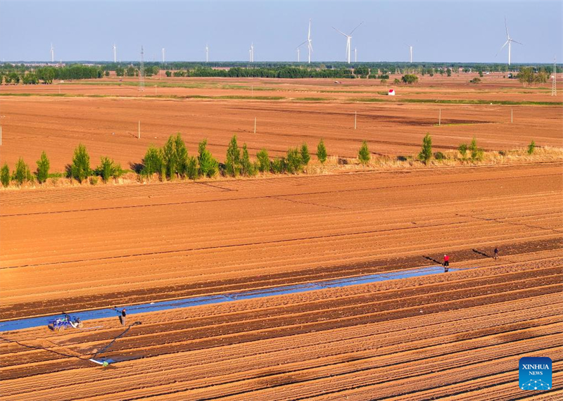 Mongolie intérieure : les semis de ma?s entrent dans la période de pointe