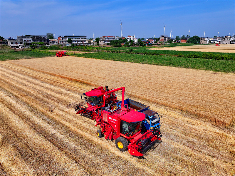Jiangxi : une abondante récolte de blé d'hiver à Jiujiang