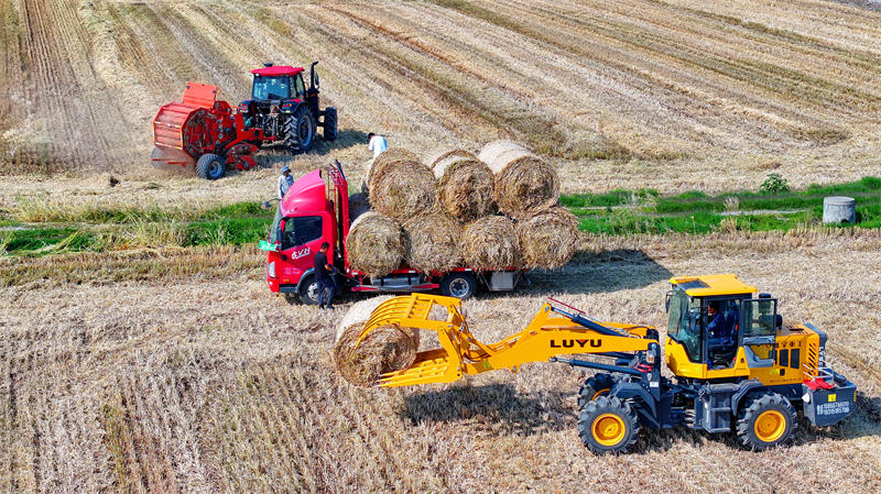 Des opérateurs de machines agricoles conduisent des machines agricoles dans les champs pour collecter et transporter la paille de blé, dans le canton de Jiangzhou de la ville de Jiujiang, dans la province du Jiangxi (est de la Chine), le 13 mai 2025. (Photo / Pic.people.com.cn)