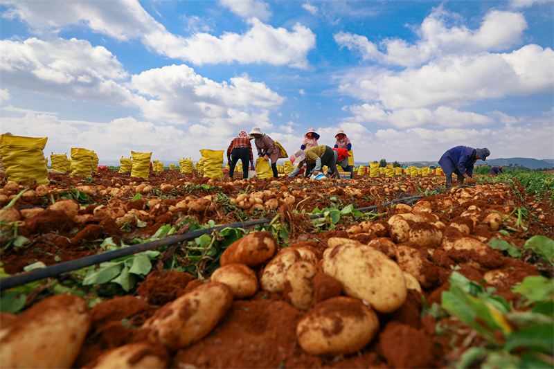 Yunnan : une abondante récolte de pommes de terre nouvelles à Luliang