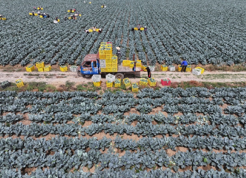 Anhui : la récolte de brocolis à Mengcheng