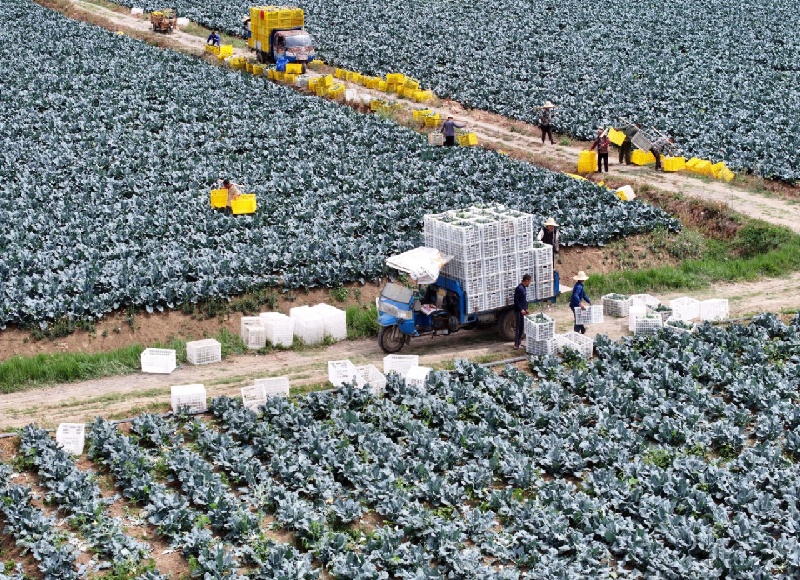 Anhui : la récolte de brocolis à Mengcheng