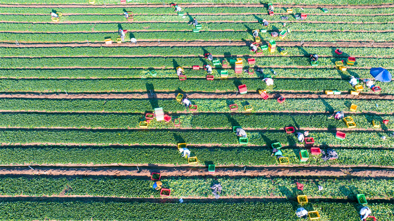 Gansu : une riche récolte de choy sum à Zhangye