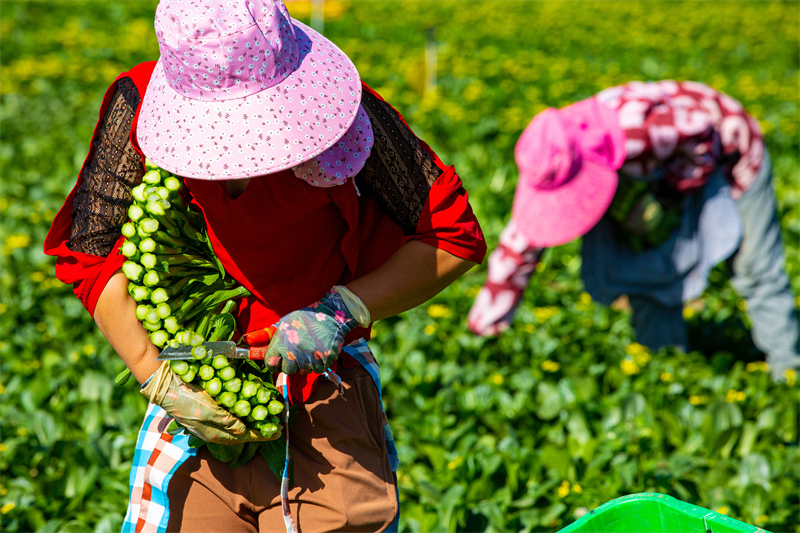 Gansu : une riche récolte de choy sum à Zhangye