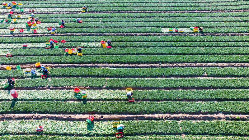 Gansu : une riche récolte de choy sum à Zhangye