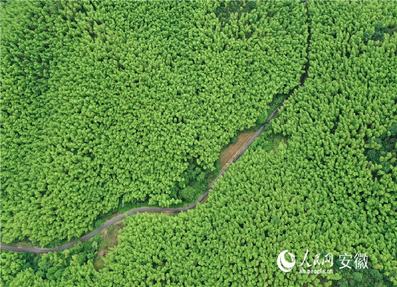 Anhui?: les ??72 transformations?? du bambou à Guangde