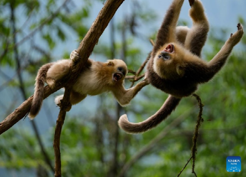 La Chine fait des progrès dans la protection de la biodiversité