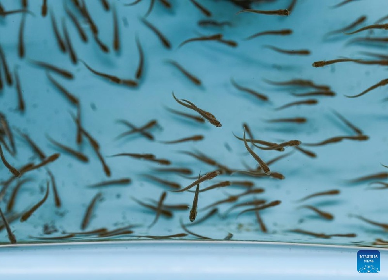 La Chine fait des progrès dans la protection de la biodiversité