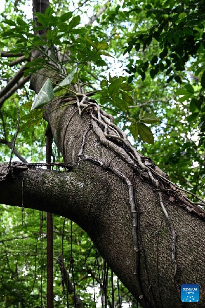 La Chine fait des progrès dans la protection de la biodiversité