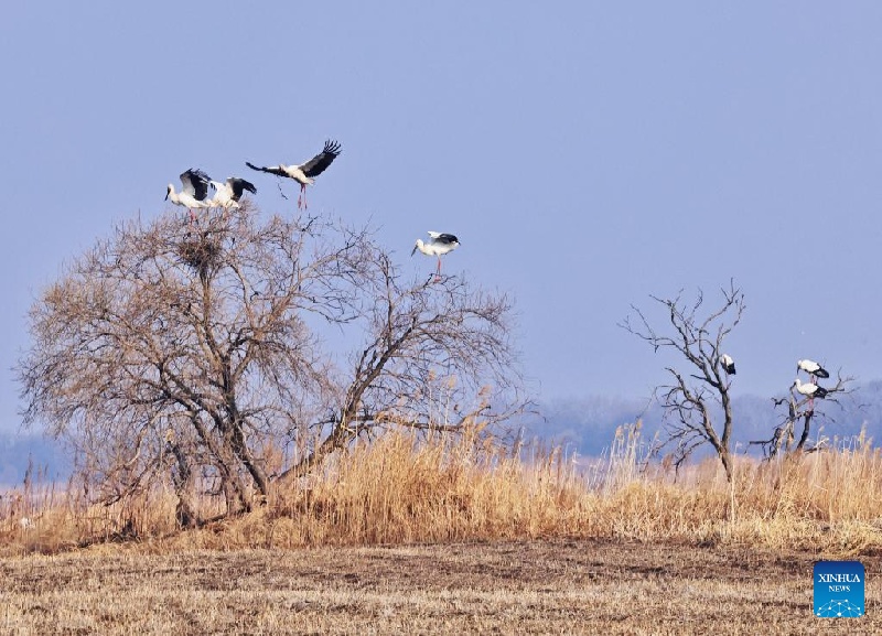 La Chine fait des progrès dans la protection de la biodiversité