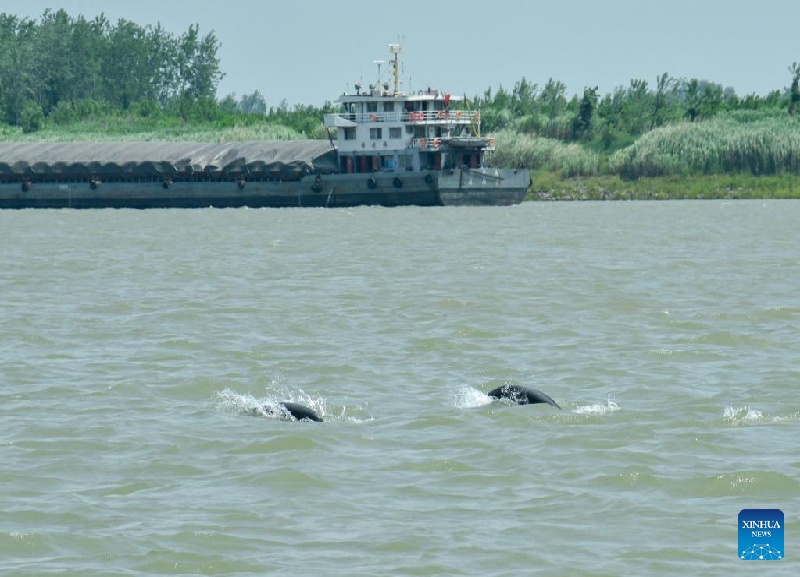 La Chine fait des progrès dans la protection de la biodiversité