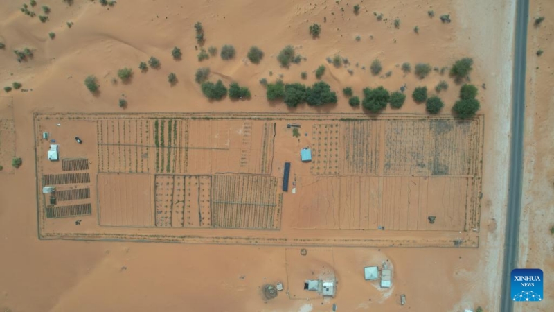 Comment les techniques de contr?le du désert chinoises stimulent les efforts d'écologisation de la Mauritanie