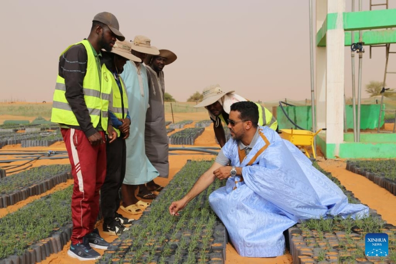 Comment les techniques de contr?le du désert chinoises stimulent les efforts d'écologisation de la Mauritanie
