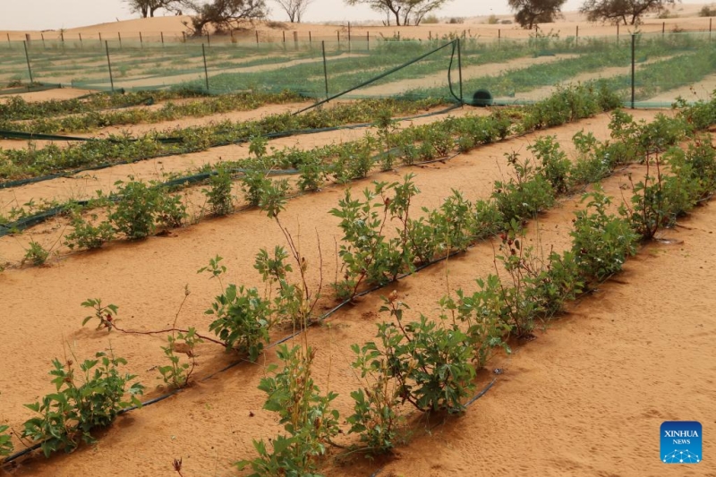 Comment les techniques de contr?le du désert chinoises stimulent les efforts d'écologisation de la Mauritanie