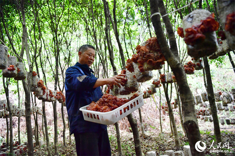 Jiangxi : les forêts stimulent la croissance économique à Guangchang