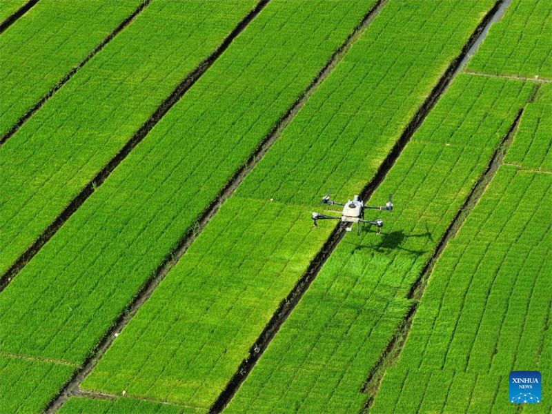 Le concours chinois d'agriculture avancée grace à l'IA entre dans sa deuxième phase