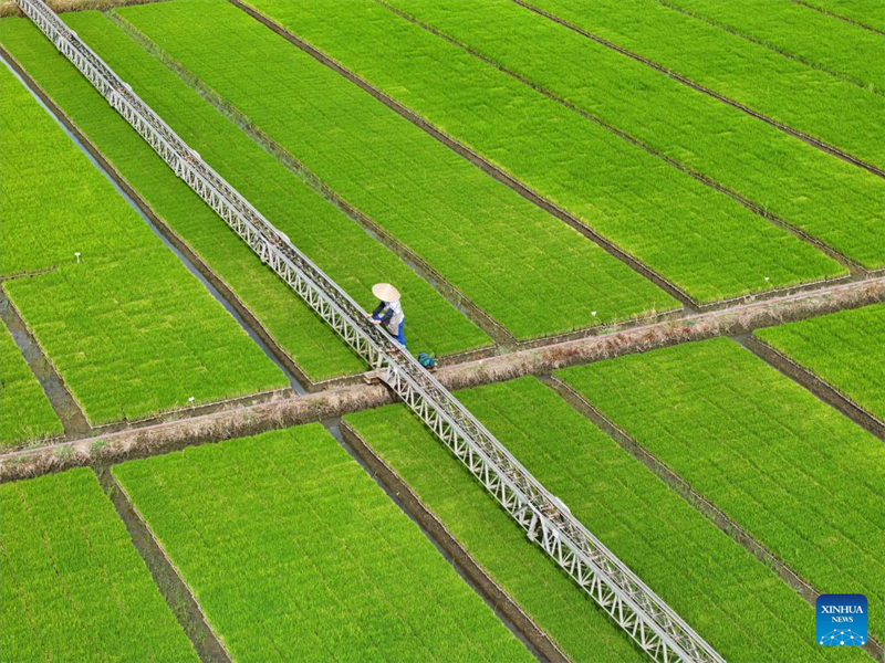 Le concours chinois d'agriculture avancée grace à l'IA entre dans sa deuxième phase