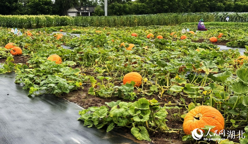 (Photo / Le Quotidien du Peuple en ligne)