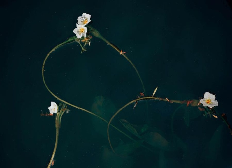 Yunnan : le professeur est témoin de la nouvelle floraison d'ottelia acuminata sur le lac Erhai