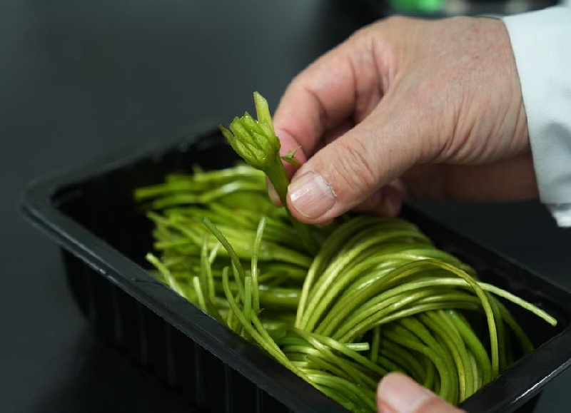 Yunnan : le professeur est témoin de la nouvelle floraison d'ottelia acuminata sur le lac Erhai