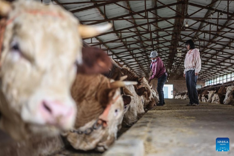 Li Mingming (à droite) discute avec un ouvrier dans une étable d'un parc industriel du village d'Arxiang, district de Zhangwu, ville de Fuxin, province du Liaoning (nord-est de la Chine), le 3 juin 2025. (Pan Yulong / Xinhua)