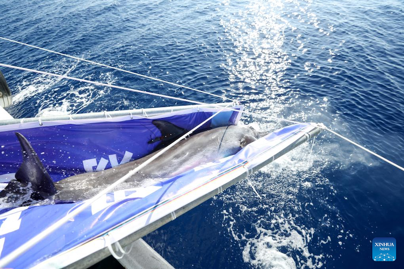Hainan : un dauphin échoué retourne à la mer après avoir re?u des soins spécialisés à Sanya
