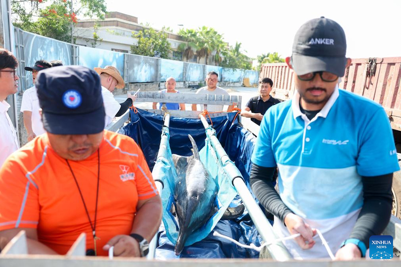Hainan : un dauphin échoué retourne à la mer après avoir re?u des soins spécialisés à Sanya