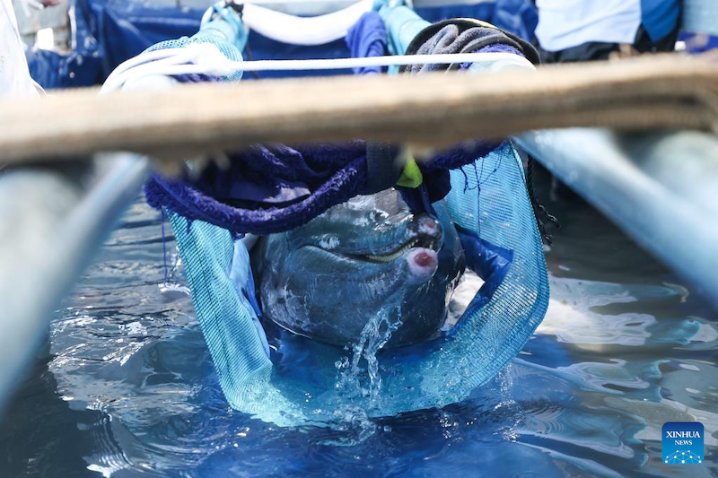 Hainan : un dauphin échoué retourne à la mer après avoir re?u des soins spécialisés à Sanya