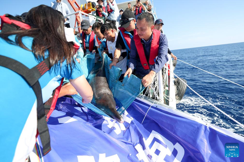 Hainan : un dauphin échoué retourne à la mer après avoir re?u des soins spécialisés à Sanya