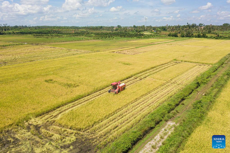 Hainan : la saison de récolte du riz a débuté dans le village de Moqiao